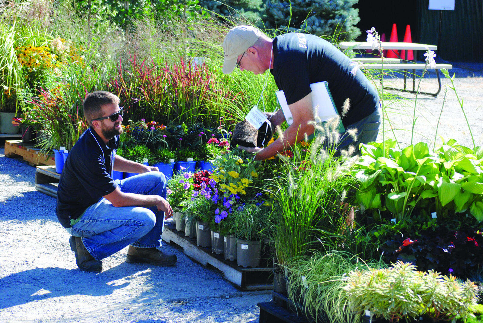The auction includes judging of plant material entered in LO’s Growers’ Awards of Excellence program.